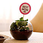 Money Plant in Glass Vase With Best Mom Tag