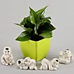 Money Plant in Green Pot & Baby Buddha Combo