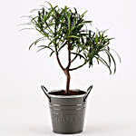 Podocarpus Bonsai Plant in Grey Metal pot
