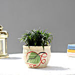 Splendid China Grass In Printed Ceramic Pot