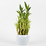 Three Layer Bamboo Plant in Orchid Metal Pot