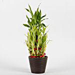 Three Layer Bamboo Plant in Recycled Plastic Pot