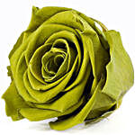 Olive- Emerald Green Forever Rose in Velvet Box