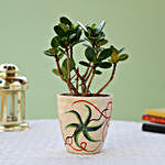 Ficus Dwarf Plant In Beautiful Ceramic Pot