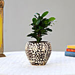 Ficus Plant In Decorative Ceramic Pot