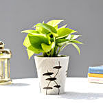 Money Plant In Designer Ceramic Pot