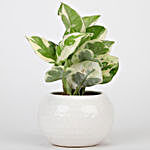 Pothos Plant In White Ceramic Designer Pot