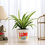 Spider Plant In I LOVE YOU Printed Pot