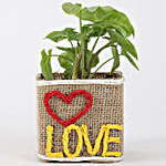 Syngonium Plant In Jute Wrapped Glass Vase