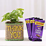 Syngonium Plant In Thank You Vase With Dairy Milk Chocolates