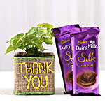 Syngonium Plant In Thank You Vase With Dairy Milk Silk Chocolates