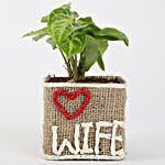 Special Syngonium Plant For Wife