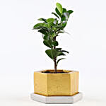 Ficus Compacta In Hexafun Concrete Pot With Tray