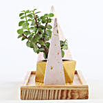 Jade Plant In Gold Concrete Pot With Accessory Holders