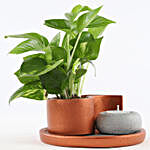 Money Plant In Concrete Paisley Pot With Tray