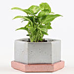 Syngonium In Hexafun Concrete Pot With Tray