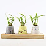 Bamboo Sticks In Mini Anar Concrete Pots