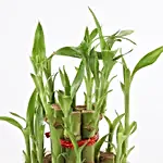 2 Layer Bamboo Plant In White Pot
