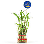 2 Layer Bamboo Plant For Dad