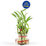 2 Layer Bamboo Plant For Dad