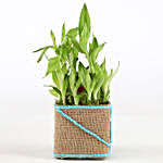 Two Layer Lucky Bamboo Plant For Dad