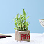 Two Layer Lucky Bamboo Plant For Papa