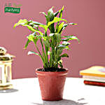 Peace Lily In Red Ceramic Pot