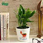 Peace Lily Plant in Special Happy Diwali White Ceramic Pot
