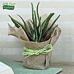 Popular Aloe Vera Plant