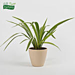 Spider Plant in Recycled Plastic Conical Pot
