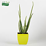 Aloe Vera Plant in Yellow Imported Plastic Pot
