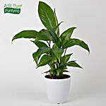 Evergreen Peace Lily Plant