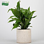 Marvellous Peace Lily In White Ceramic Pot