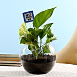 Money Plant Terrarium For Best Papa