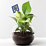 Money Plant Terrarium For Best Papa