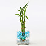 3 Layer Bamboo Plant With Jelly Balls