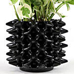 White Pothos Plant In Black Foldable Pot