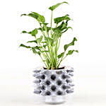 Xanadu Plant In White Foldable Pot