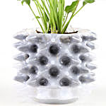 Xanadu Plant In White Foldable Pot