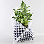 Foliage Plant Combo In White Foldable Planter
