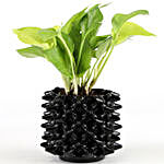 Golden Money Plant In Black Foldable Pot