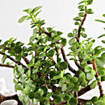 Jade Plant In White Foldable Planter