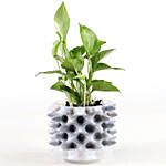 Money Plant In White Foldable Pot