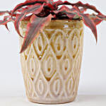 Cryptanthus Pink In Ceramic Pot