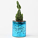 Green Cactus In Sky Blue Glass Vase