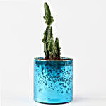 Green Cactus In Sky Blue Glass Vase