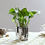 Green Money Plant In Silver Glass Vase