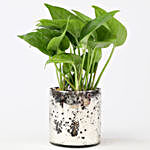 Green Money Plant In Silver Glass Vase
