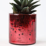 Haworthia Plant In Maroon Glass Vase