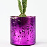 Mickey Mouse Cactus In Purple Glass Vase
